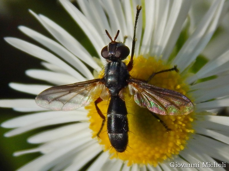 Cylindromyia cfr. rufipes (Tachinidae)